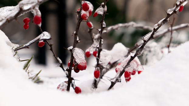 Vyberte Ideální Rostliny pro Vaši Zahradu Podle Klimatu!