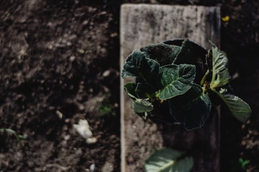 Vytvořte očarující stínovou zahradu: Výběr a kombinace rostlin