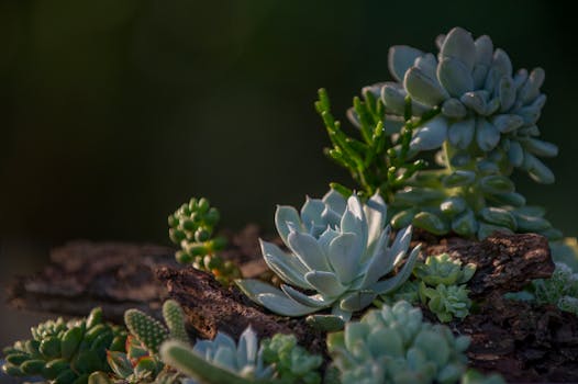 Zalévání zahrady: Ušetřete vodu a zdravější rostliny pomocí nových tipů